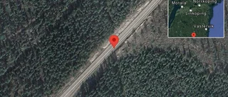 Rådjur innanför viltstängslet