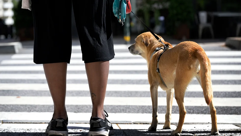 Förvaltningsrätten fastslår beslutet om striktare tillsyn för hundägaren vars hund tidigare bet ett barn. Hunden på bilden har inget med artikeln att göra. 