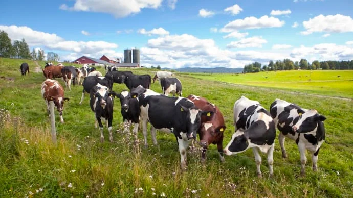 Den nya Sifoundersökningen visar att nio av tio svenskar, 90 procent, tycker det är mycket eller ganska viktigt att kommuner köper lokalproducerade livsmedel. 