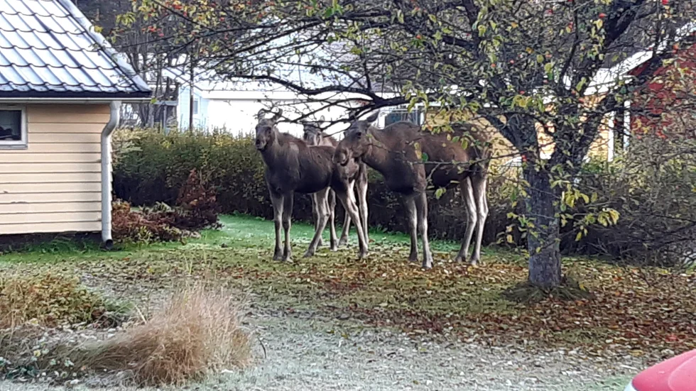 Älgfamilj äter frukost.