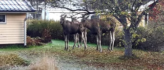 Läsarbild: Älgfamilj på frukost