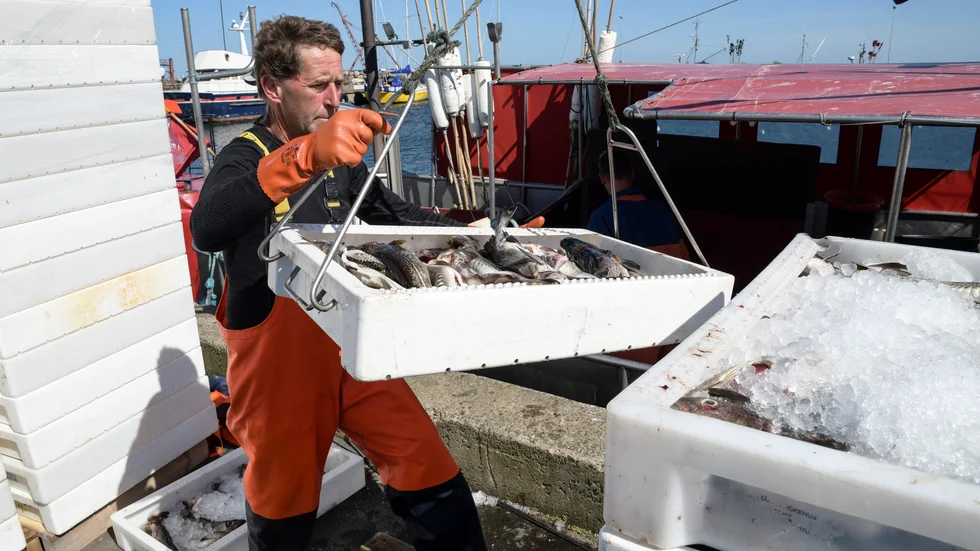 Torsk lossas från en fiskebåt i hamnen i Skillinge. Arkivfoto från år 2017.