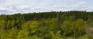 Låt fler människor äga skog   