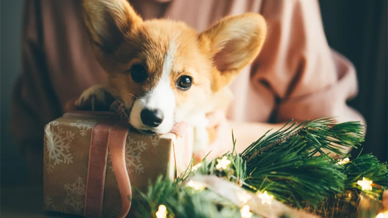 Risken för att hunden får i sig något olämpligt med akuta veterinärbesök som följd ökar med 20 procent under tiden runt jul och nyår.