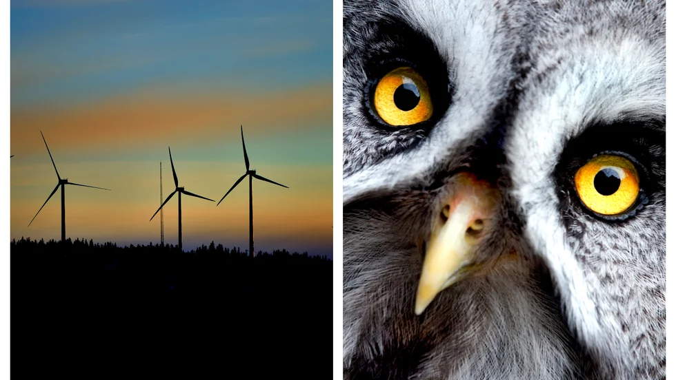 Fågelklubben oroas över effekterna av de planerade vindkraftverken. I dag kan man ibland se ovanliga fågelarter på några av platserna, som lappuggla. 