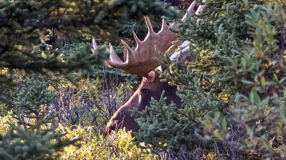 Det är dåliga viltstängsel längs E4 norrut från Skellefteå.