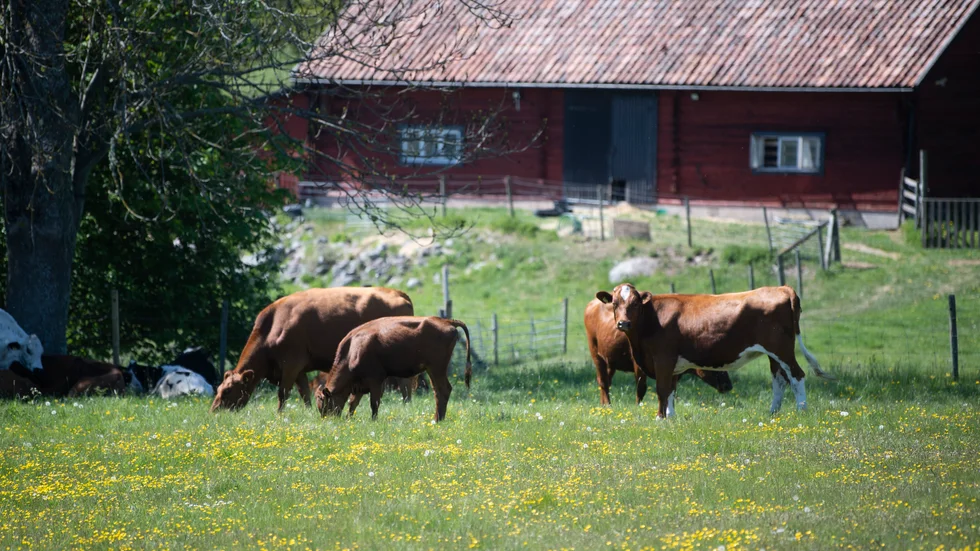 "Vi behöver förenkla och anpassa det många gånger orimliga regelverket och underlätta vardagen för fäbodbrukandet", skriver insändarskribenterna. (Arkivbild)