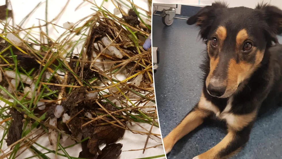 Så här såg en av de upphittade högarna ut. Linn Jägares hund Aline blev förgiftad när den åt från skräpet som låg på marken vid Björkgatan.