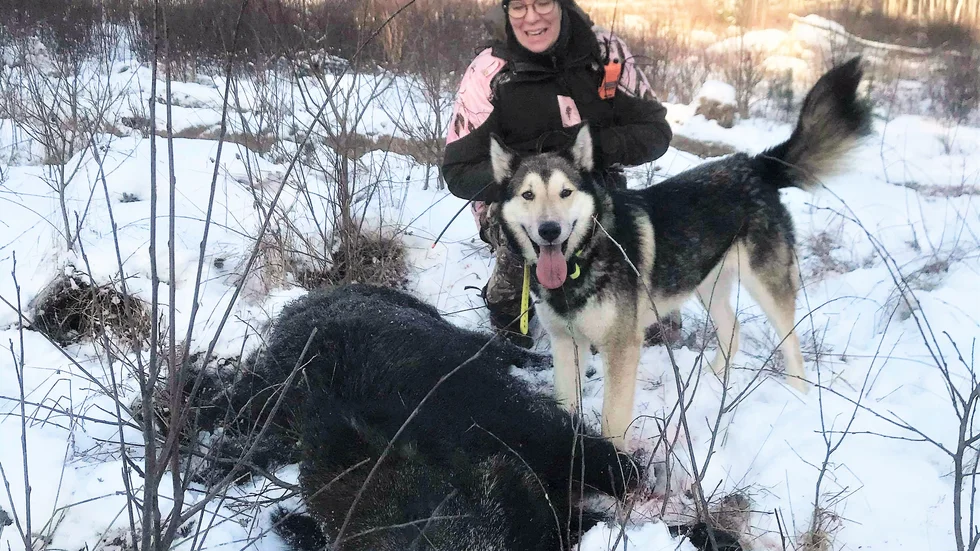 Sandra Ljung fällde en galt med hjälp av den östsibiriska lajkan Tesla.