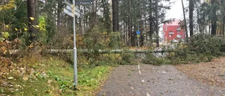 Två träd föll över cykelleden på mindre än tre veckor