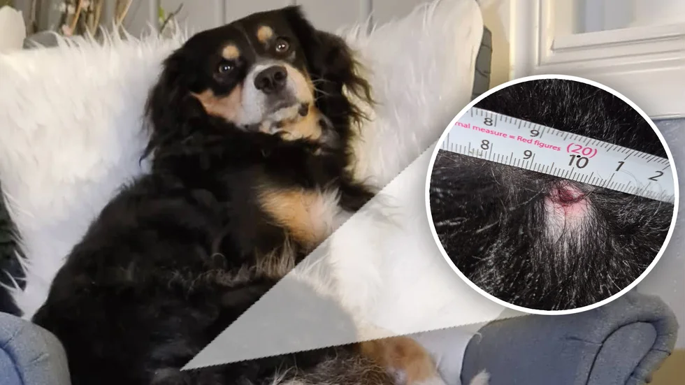 Hunden Ozzy träffades av en kula från något form av luftvapen. Ägarna, som själva kunde plocka ut kulan, uppger att Ozzy nu mår bättre.