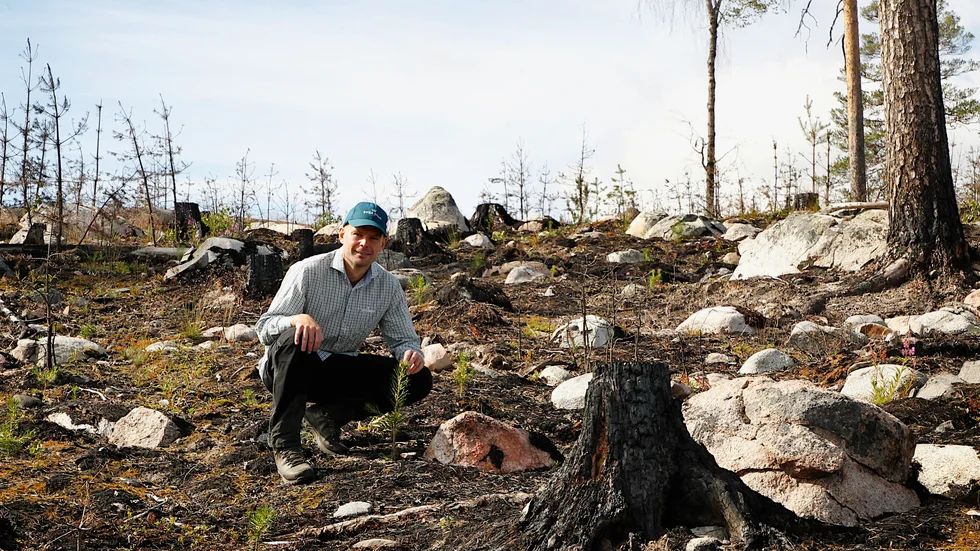Karl Tiger, skogsskötselledare på Svea skog, noterar glatt att plantorna trivs och växer som det knakar trots torra marker och torrt väder.