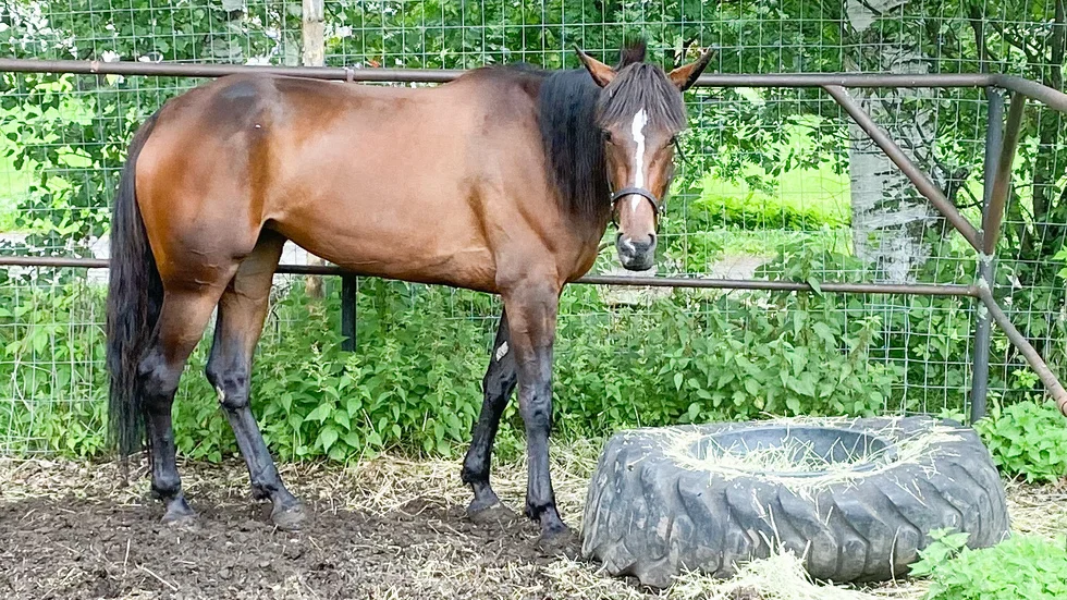 Brida tog sin andra raka seger vid fredagens lunchomgång på Solänget. Nu ställs siktet in på V75 för det fyraåriga stoet.
