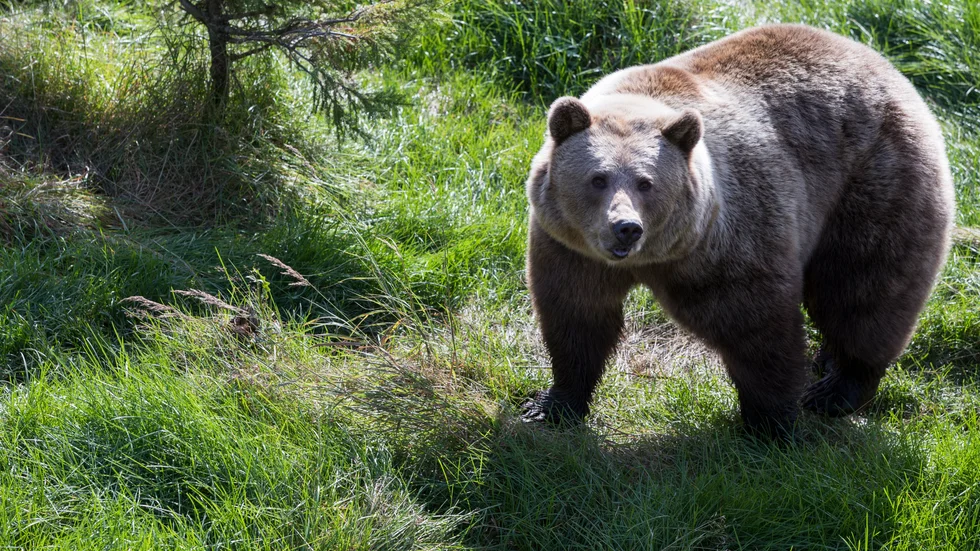 Björnjakten i länet har nu startat. Fyra björnar hade fällts redan vid 08-tiden första dagen.