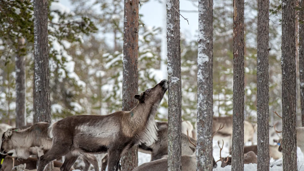 För att möta utamaningarna kring stadsflytten i Kiruna har samebyarna Leavas och Gabna tagit initiativ till projektet Min Ođđa Giron, Vårt nya Kiruna. 