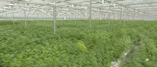 Cannabisaktier rasar efter snabba kursrusningar