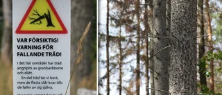 Granbarkborreutbrott i naturreservat: "Finns risk att träd faller"