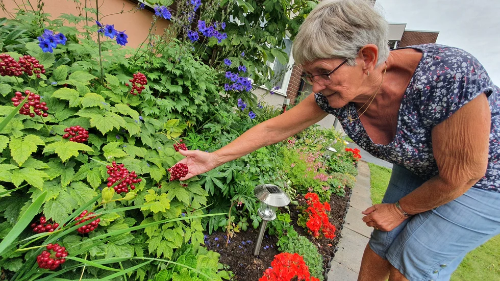 Eivor har tagit han om blomrabatten utanför sin lägenhet i 21 år. Nu har det blivit lite av grannskapets stolthet på Burströmska gärdan.