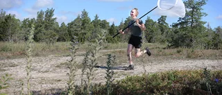 4 500 apollofjärilar fastnade i håven