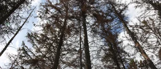 Högern har tappat det – märks i östgötska naturreservat