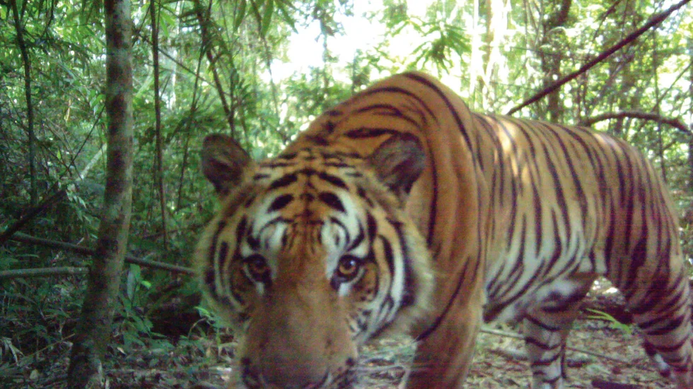 Tre indokinesiska tigrar har fångats på bild i västra Thailand, något som inte hänt på fyra år. Arkivbild.