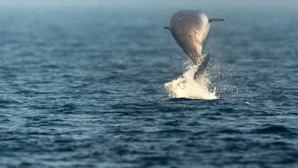 En ny art näbbvalar kan ha upptäckts utanför Mexiko. Näbbvalen på bilden fotograferades utanför Tyskland. Arkivbild.