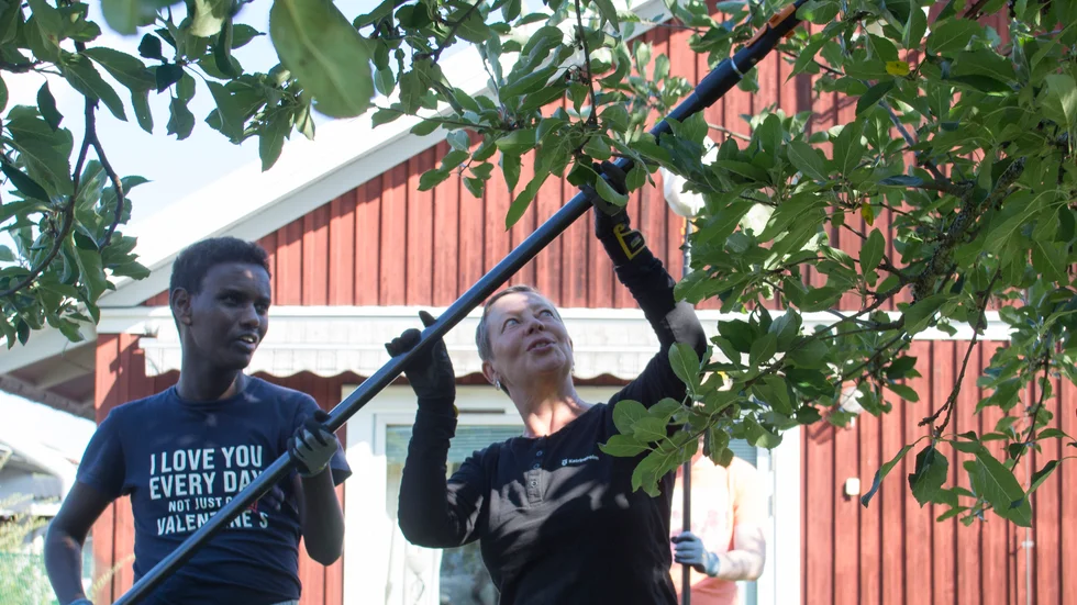 Trädgårdsmästaren Nina Kettunen visar hur Mohamed Omar Ibrahim från Resurscenter ska handskas med äppelplockaren. Nu får det lyckade projektet en fortsättning.