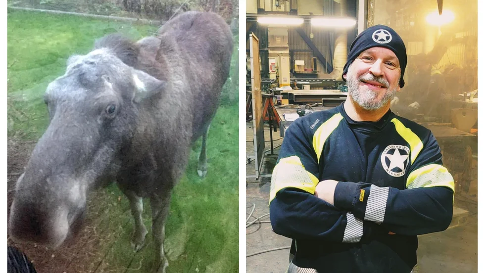"Den satte nosen mot fönsterrutan och rörde sig inte när vi skrek", berättar en Stallarholmsbo som fotade älgkon genom sitt fönster.
Johan Wallerström mötte älgarna mitt i samhället vid ett annat tillfälle.