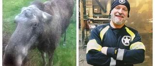 Johan mötte älg i samhället: "Hade kalven mellan mig och kon"
