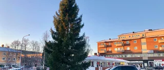 Årets julgran på plats i Arvidsjaur     