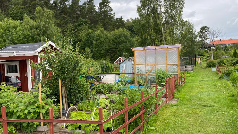 Åsikterna kring vad man ska få ha på sin kolonilott går isär på Måndalens koloniområde.