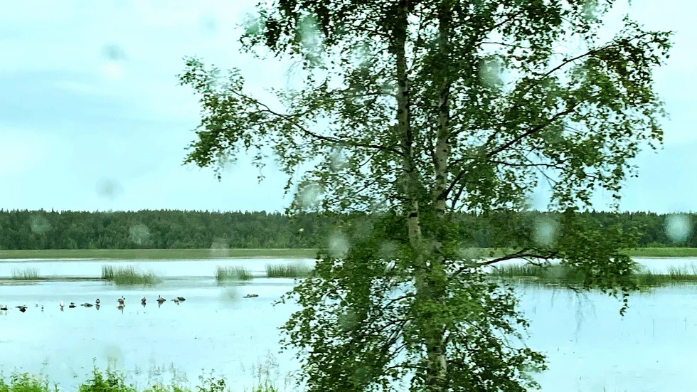 Här sitter fåglarna på rad och väntar.