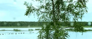 Läsarbilden                   