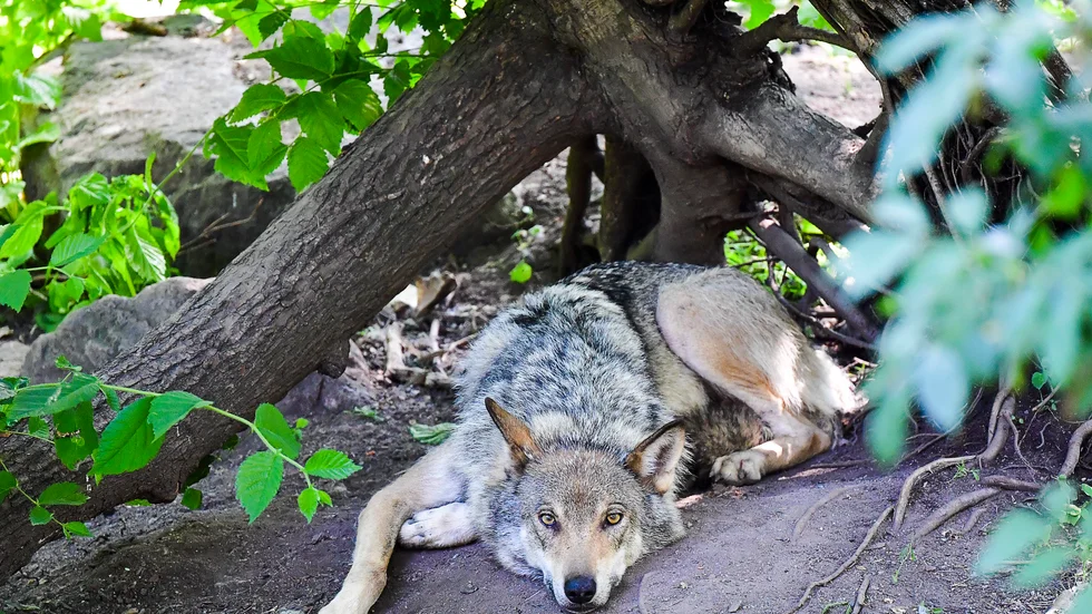 En varg har fällts och skyddsjakten är där med över. Denna varg finns dock på Skansen.
