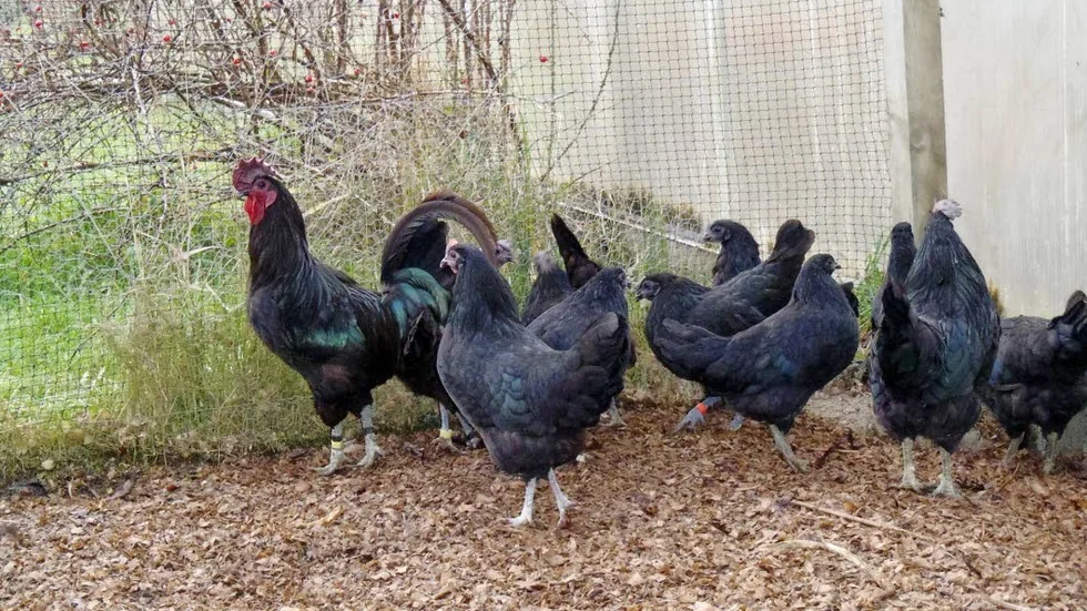 Pigmenteringsgen. En flock med Bohuslän-Dals svarthöns. Den lanthönsrasen delar en genvariant med kinesiska silkeshöns och två andra asiatiska hönsraser, som ger ökad mörk pigmentering. Till och med köttet är mörkfärgat.