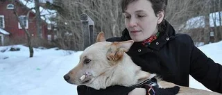 Vildsvin angrep hund