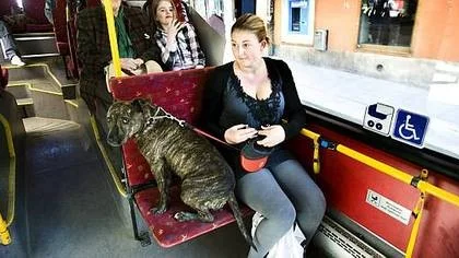 Jacqueline Markstedt tycker att det är helt fel att hon måste betala två vuxenbiljetter när hon åker buss med sin amstaff Leia. ­- En hund tar ju inte mer plats än en barnvagn, säger hon.