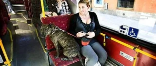 Hundtaxa på bussar ses över