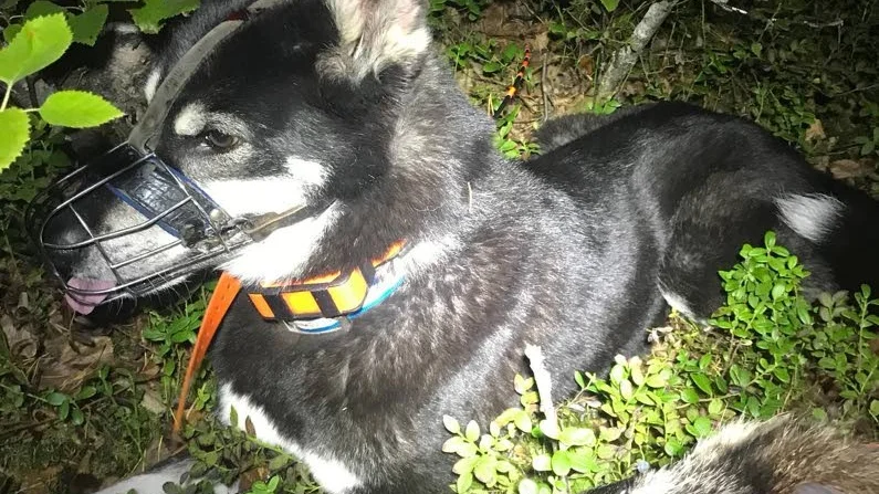 Hunden Flisa har hittat mårdhund.