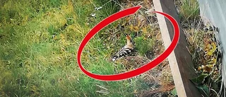 Ovanlig fågel blåste till Gällivare