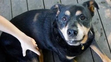 Rottweilers är en av de hundraser som oftare får skelettcancer.