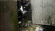 Kattflocken på ungefär tio djur som bor i området mellan Saluhallen och Upplandsmuseet har det förhållandevis bra jämfört med andra förvildade stadskatter.