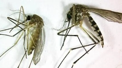 Culex pipiens.