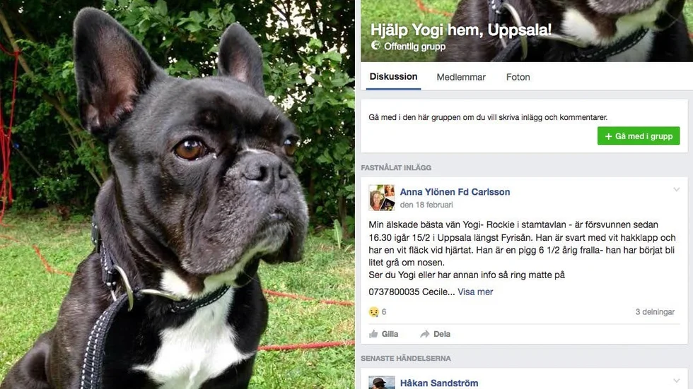 Hunden Yogi sprang bort för fem veckor sedan.
