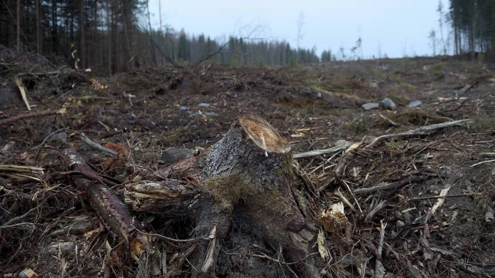 Skatt.  Kanske dax att beskatta skövlingen av skog?