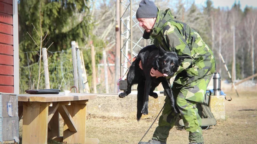 En patrullhund måste ha ett stabilt psyke och kunna bli hanterad i olika situationer av främmande människor. Kontrollant Nils-Göran Larsson lyfter schäfern Freja som klarade anlagstestet med glans.