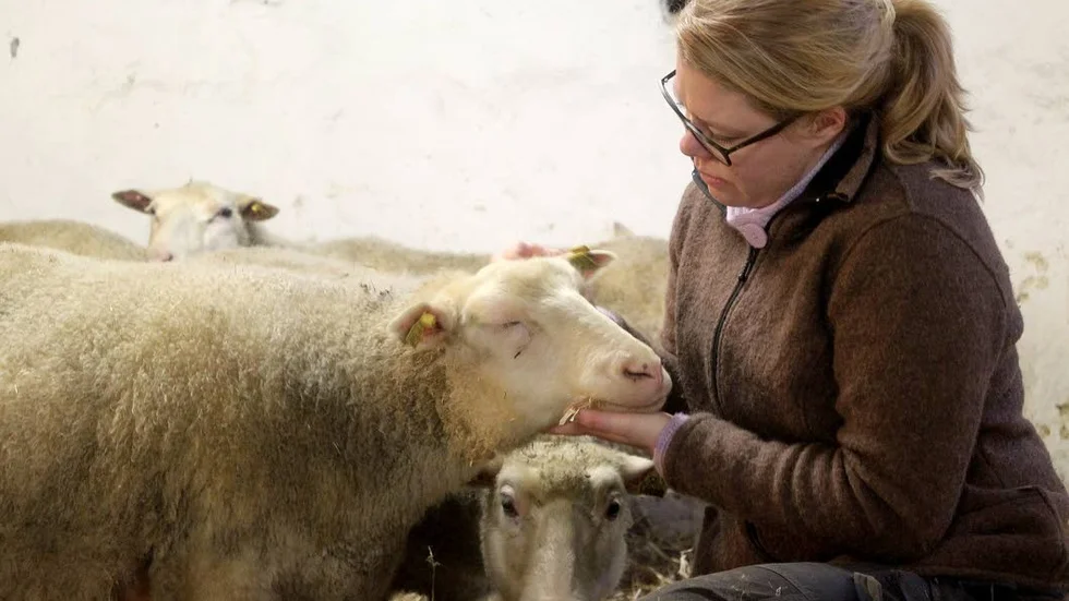 Gosig. Får är utpräglade flockdjur men för en gosestund kan man gärna lämna gruppen någon minut.