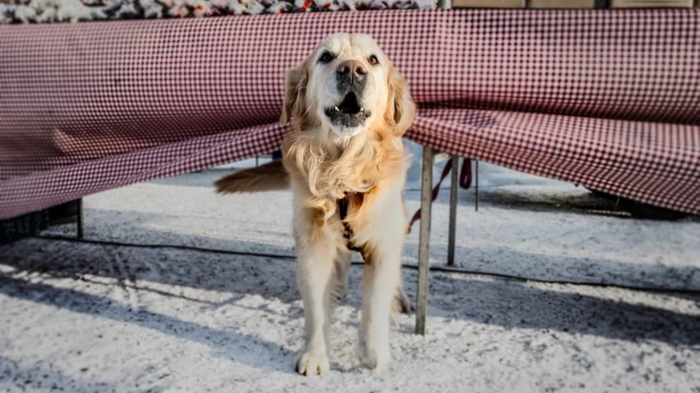 Inte bara människor tycker det är roligt att gå på marknad!