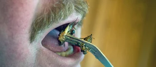 Ät insekter och rädda miljön!