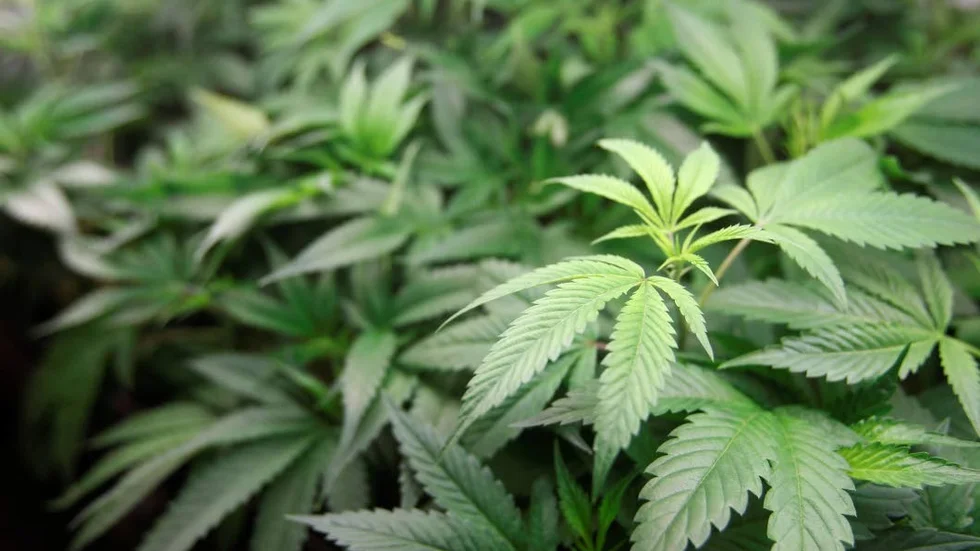 Doftspår. Det lukade marijuanarök efter besökarna i källaren.